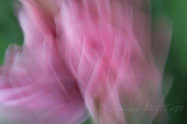 Original Abstract Photography by D Lynne Willett