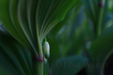 Original Abstract Nature Photography by D Lynne Willett