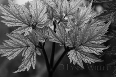 Original Fine Art Nature Photography by D Lynne Willett