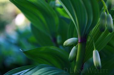 Original Abstract Nature Photography by D Lynne Willett