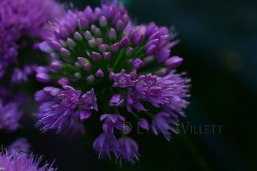 Original Floral Photography by D Lynne Willett