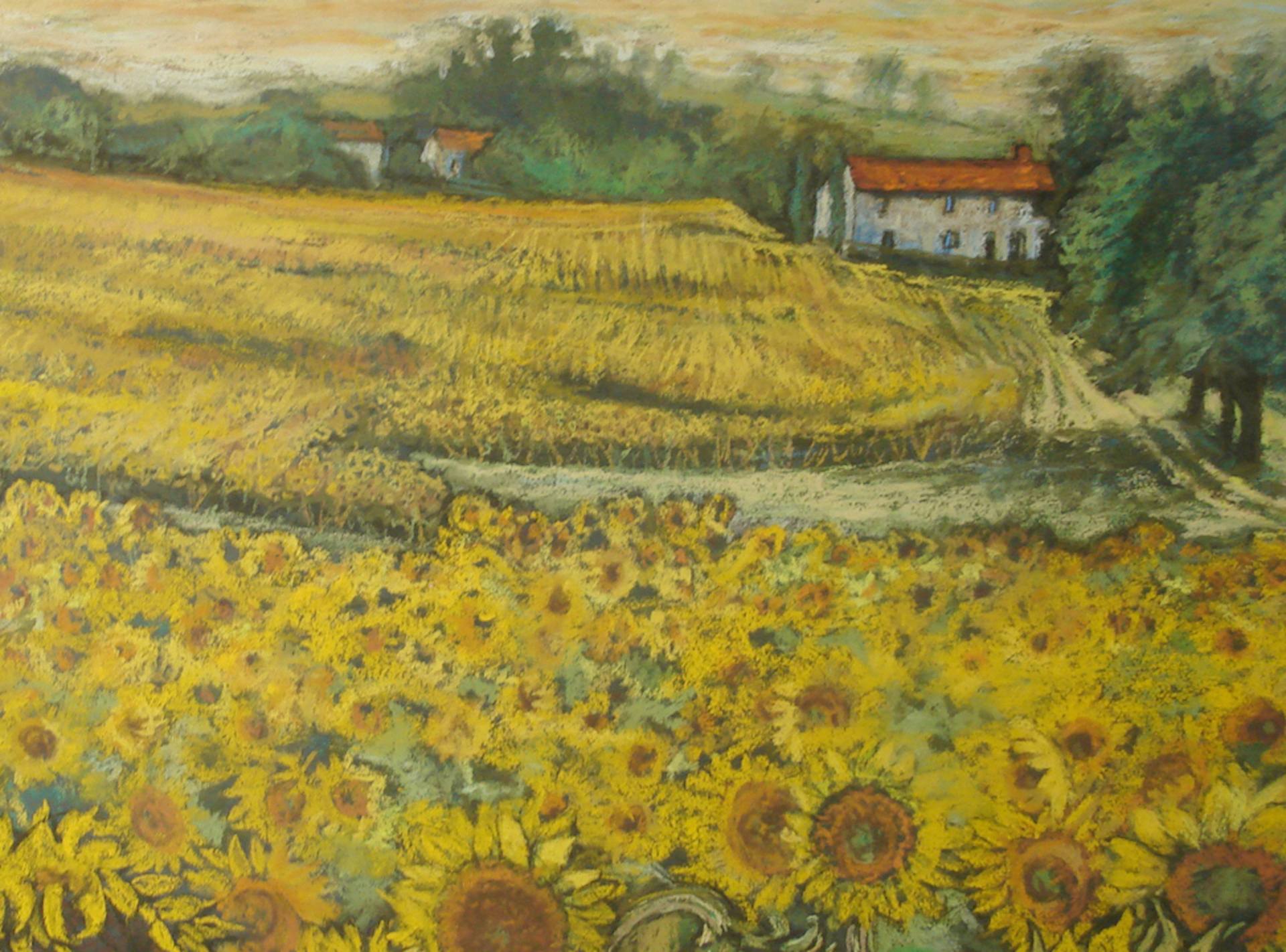 Sunflower Fields In France Drawing By Patricia Clements Saatchi Art