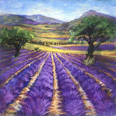 French Lavender fields in Summer thumb
