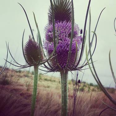 Botanicals II thumb