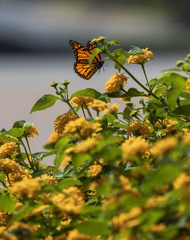 Monarch Migration thumb