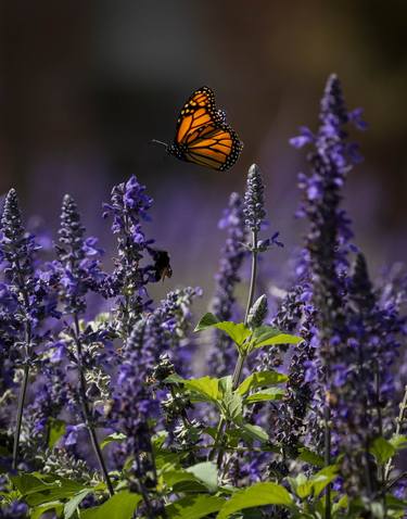 Monarch Migration thumb
