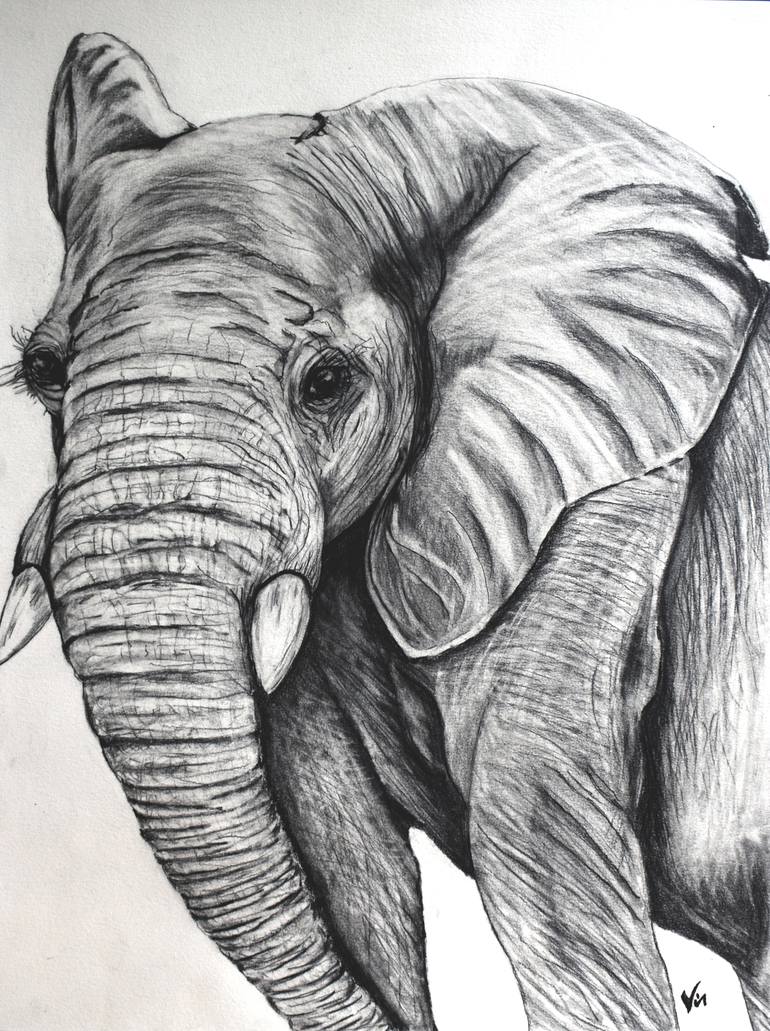 Young Tusk Drawing by Vincent Yeck | Saatchi Art