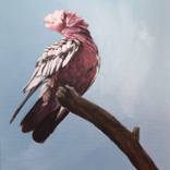 Pink Splash by Kirsty Gautheron