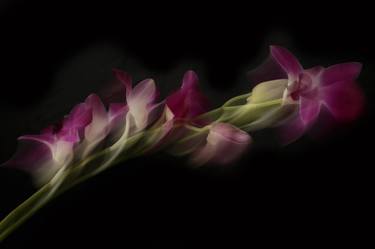 Original Abstract Floral Photography by Marta Stoyanova