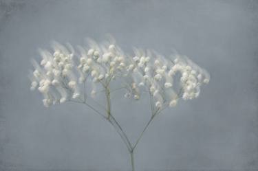 White petals dance 2, limited edition art photograph thumb