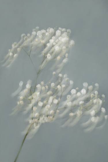 White petals dance 3, limited edition art floral photography thumb