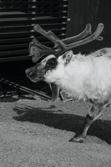 Original Documentary Animal Photography by Fraser Morton