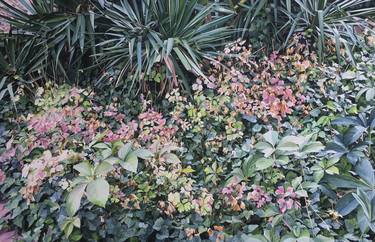 Original Modern Botanic Paintings by Sami Gedik