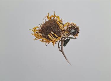 Sunflower's thumb