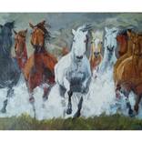 Stallions by Ishan Hewage