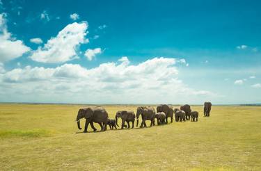 A Parade of Elephants. - Limited Edition of 25 thumb