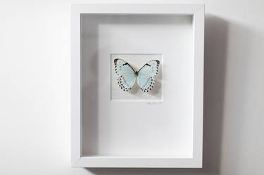 Butterfly Wall Art, Blue Art, Animal Art-No.1269 Soft+Subtle thumb