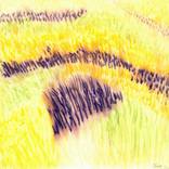 Wheat Field by Ti Lopes