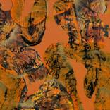 Collection Vidal Toreyo