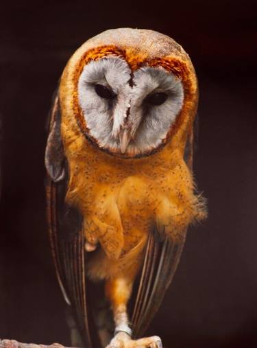 American barn owl portrait - Limited Edition of 5 thumb