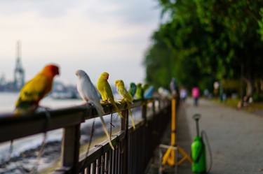 Bringing the parrots out to Labrador Park thumb