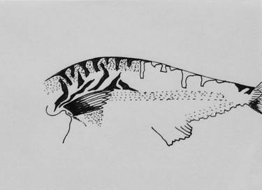 Original Abstract Fish Drawings by Kim von Arx