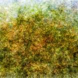 [collective image] plant (12) by Matthias Fitz