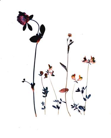 Original Fine Art Floral Mixed Media by Erica SCHWENDENER