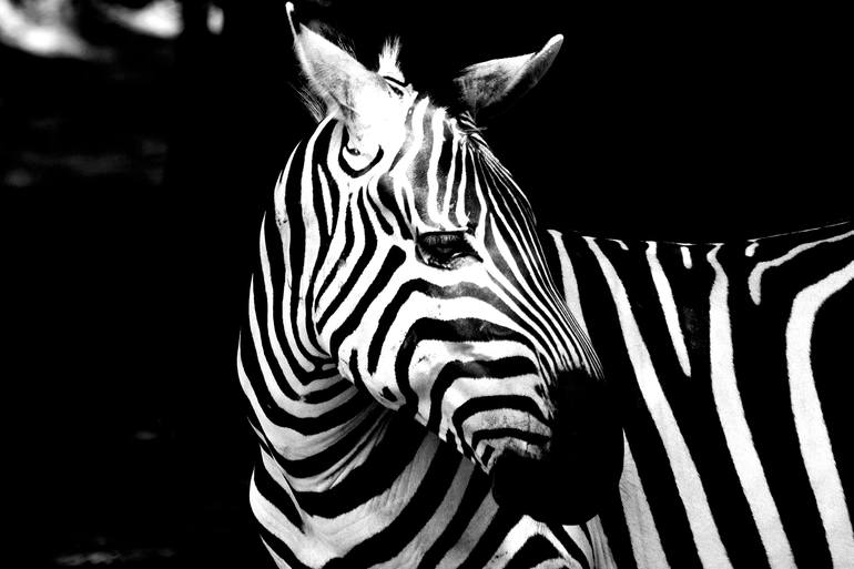 Zebra - Limited Edition of 7 Photography by Louis Cogill | Saatchi Art