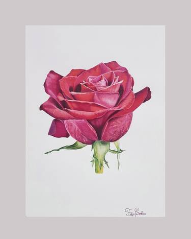 Print of Fine Art Floral Drawings by Filip Costiuc