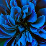 The Laguna Pearl - Blue by Lori Nayehalski
