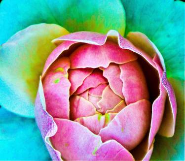 Original Floral Photography by Lori Nayehalski