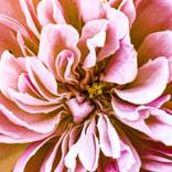 The Laguna Pearl - Pink by Lori Nayehalski