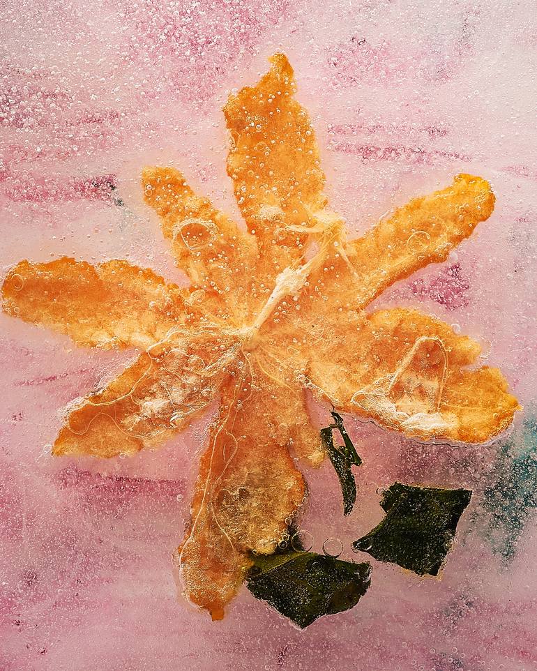 Original Other Still Life Photography by Theodor With