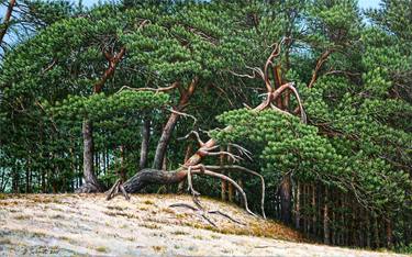 Pines on the sand dunes thumb