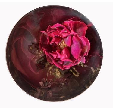 Afghan Rose - Limited Edition of 15 thumb