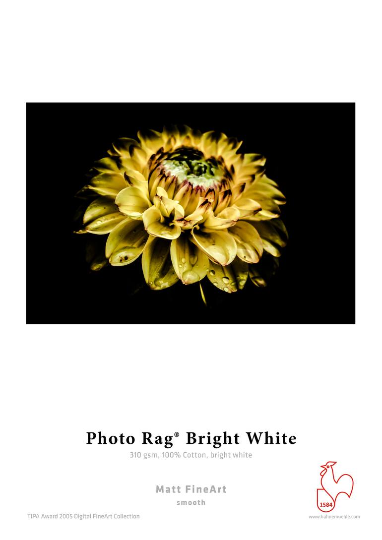 Original Contemporary Botanic Photography by Fernando Silva