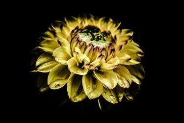 Dahlia  - Aluminium dibond print thumb