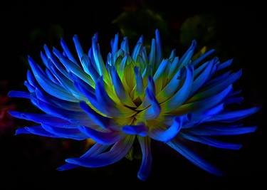 Original Fine Art Botanic Photography by Fernando Silva