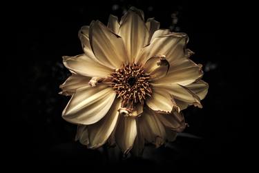 Print of Botanic Photography by Fernando Silva