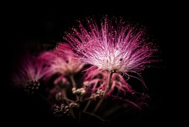 Original Botanic Photography by Fernando Silva