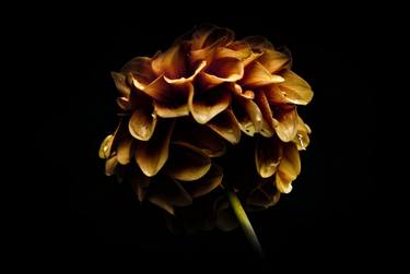 Original Botanic Photography by Fernando Silva