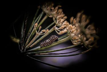 Original Botanic Photography by Fernando Silva