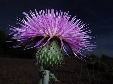 Sharp Prickles - Limited Edition of 10 thumb