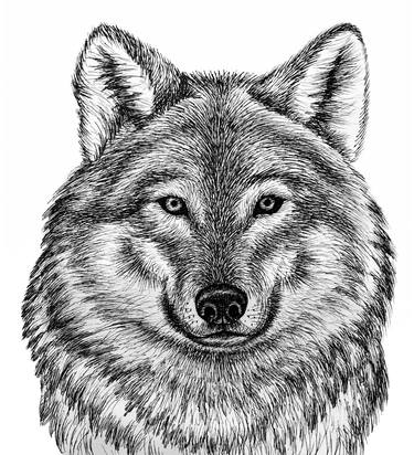 Wolf head - graphic drawing thumb