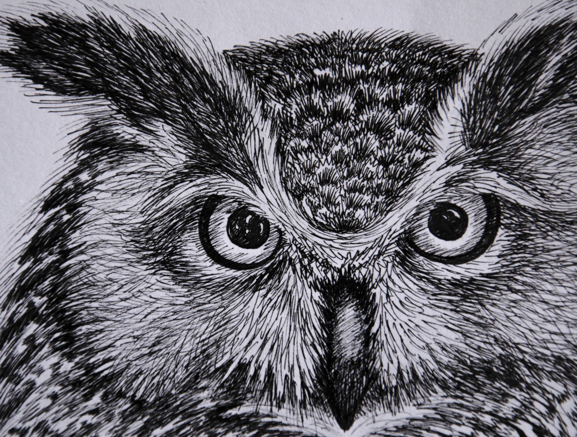 owl head drawing
