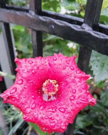 Amazing fuchsia flower - Limited Edition of 1 thumb