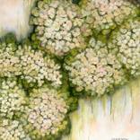 Apple Blossom Kiss by Lisa Wisse-Robinson