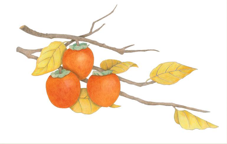 Japanese Watercolor Painting Persimmons Late 20th Century