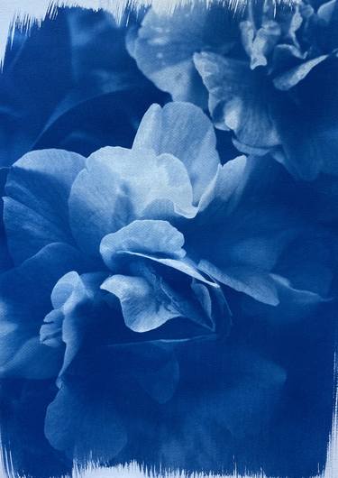 Original Fine Art Botanic Photography by Buffy Davis